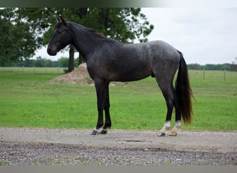 Quarter Pony, Castrone, 4 Anni, Roano blu