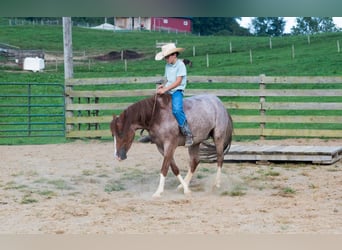 Quarter Pony, Castrone, 4 Anni, Roano rosso