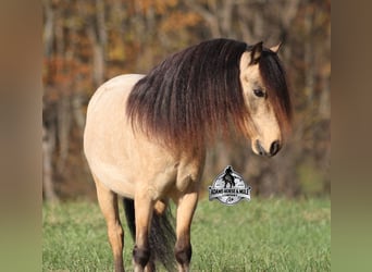 Quarter Pony, Castrone, 5 Anni, 117 cm, Pelle di daino