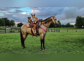 Quarter Pony, Castrone, 5 Anni, 132 cm, Pelle di daino