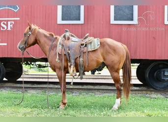 Quarter Pony, Castrone, 5 Anni, 132 cm, Sauro ciliegia