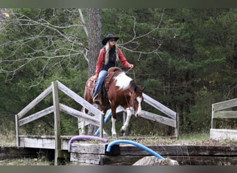 Quarter Pony, Castrone, 5 Anni, 137 cm, Pezzato