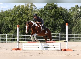 Quarter Pony, Castrone, 5 Anni, 137 cm, Pezzato