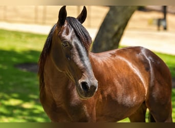 Quarter Pony, Castrone, 5 Anni, 142 cm, Baio ciliegia
