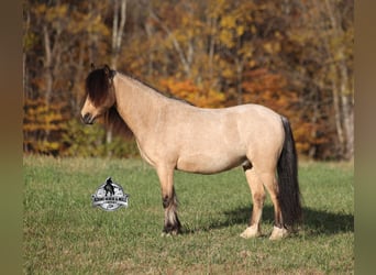 Quarter Pony, Castrone, 5 Anni, Pelle di daino