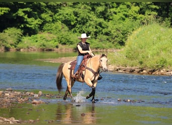Quarter Pony, Castrone, 5 Anni, Pelle di daino