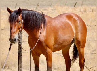 Quarter Pony, Castrone, 5 Anni