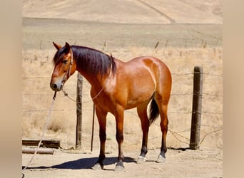 Quarter Pony, Castrone, 5 Anni