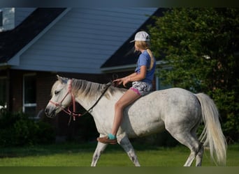 Quarter Pony, Castrone, 6 Anni, 122 cm, Grigio