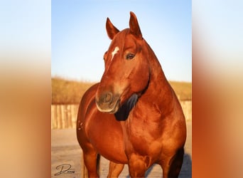 Quarter Pony, Castrone, 6 Anni, 127 cm, Sauro ciliegia