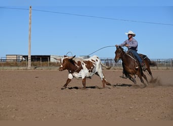 Quarter Pony, Castrone, 6 Anni, 132 cm, Sauro scuro