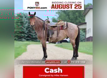 Quarter Pony, Castrone, 6 Anni, 137 cm, Baio roano