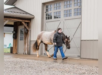 Quarter Pony, Castrone, 6 Anni, 142 cm, Roano rosso