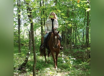 Quarter Pony, Castrone, 6 Anni, 147 cm, Sauro scuro