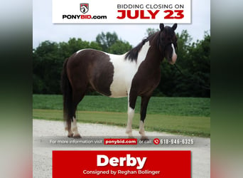 Quarter Pony, Castrone, 7 Anni, 117 cm, Pezzato