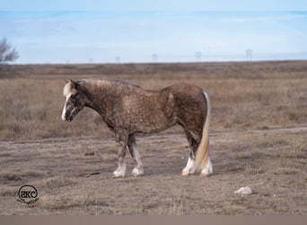 Quarter Pony, Castrone, 7 Anni, 132 cm, Grigio