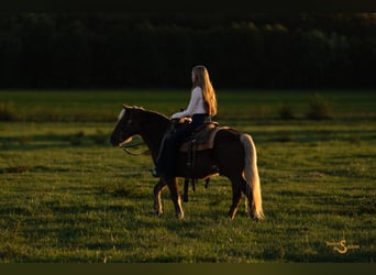 Quarter Pony, Castrone, 7 Anni, 137 cm, Palomino