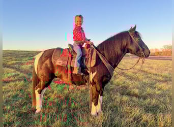 Quarter Pony, Castrone, 7 Anni, 137 cm, Pezzato