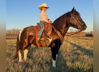 Quarter Pony, Castrone, 7 Anni, 137 cm, Pezzato