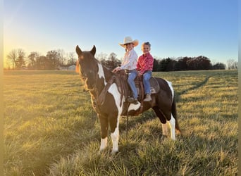 Quarter Pony, Castrone, 7 Anni, 137 cm, Pezzato
