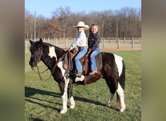 Quarter Pony, Castrone, 7 Anni, 137 cm, Pezzato