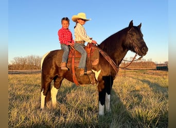 Quarter Pony, Castrone, 7 Anni, 137 cm, Pezzato