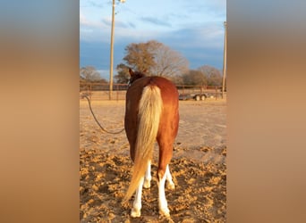 Quarter Pony, Castrone, 7 Anni, 137 cm, Pezzato