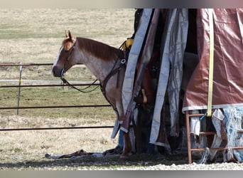 Quarter Pony, Castrone, 7 Anni, 142 cm, Roano rosso
