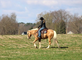 Quarter Pony, Castrone, 7 Anni, 147 cm, Palomino
