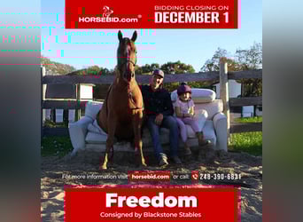 Quarter Pony, Castrone, 7 Anni, 147 cm, Sauro scuro