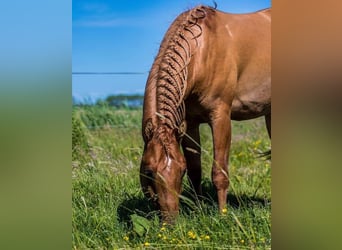 Quarter Pony, Castrone, 7 Anni, 150 cm, Red dun