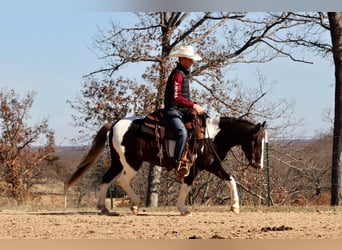 Quarter Pony, Castrone, 8 Anni, 130 cm, Pezzato