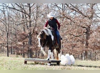 Quarter Pony, Castrone, 8 Anni, 130 cm, Pezzato