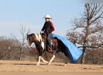 Quarter Pony, Castrone, 8 Anni, 130 cm, Pezzato