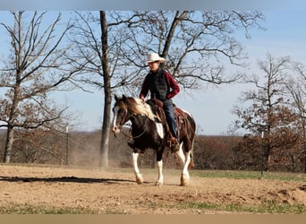 Quarter Pony, Castrone, 8 Anni, 130 cm, Pezzato