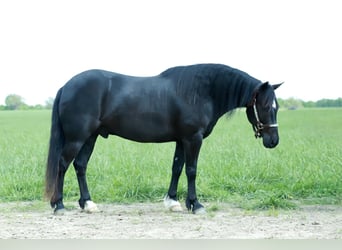 Quarter Pony, Castrone, 8 Anni, 132 cm, Morello