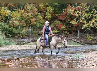 Quarter Pony, Castrone, 8 Anni, 132 cm, Pelle di daino