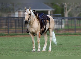 Quarter Pony, Castrone, 8 Anni, 137 cm, Palomino