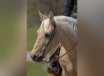 Quarter Pony, Castrone, 8 Anni, 137 cm, Palomino