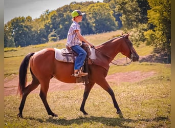 Quarter Pony, Castrone, 8 Anni, 140 cm, Baio ciliegia
