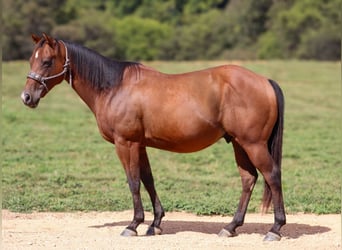 Quarter Pony, Castrone, 8 Anni, 140 cm, Baio ciliegia