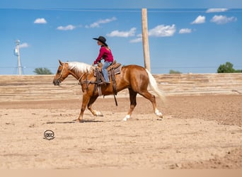 Quarter Pony, Castrone, 8 Anni, 142 cm, Palomino