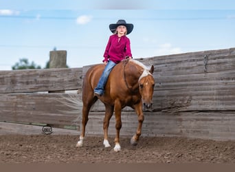 Quarter Pony, Castrone, 8 Anni, 142 cm, Palomino
