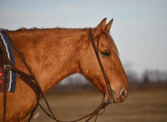 Quarter Pony, Castrone, 8 Anni, 145 cm, Red dun