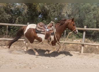 Quarter Pony, Castrone, 8 Anni, 150 cm, Pezzato