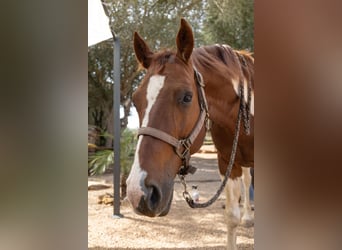 Quarter Pony, Castrone, 8 Anni, 150 cm, Pezzato