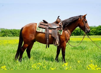 Quarter Pony, Castrone, 8 Anni, Baio ciliegia