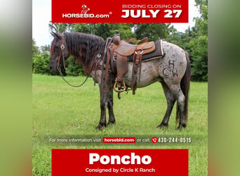 Quarter Pony, Castrone, 8 Anni, Roano blu
