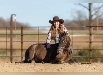 Quarter Pony, Castrone, 9 Anni, 122 cm