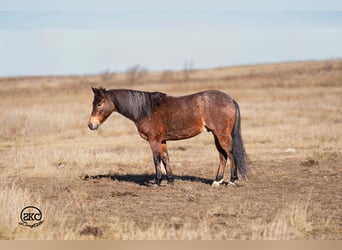 Quarter Pony, Castrone, 9 Anni, 132 cm, Baio roano
